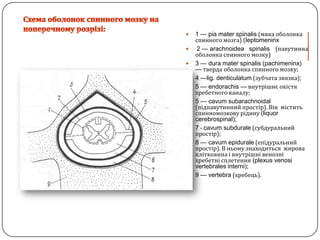 Схема оболонок спинного мозку на поперечному розрізі:1 — pia mater spinalis (мякаоболонка спинного мозга) (leptomeninx2 — arachnoideaspinalis    (павутиннаоболонка спинного мозку)3 — dura mater spinalis (pachimeninx) — тверда оболонка спинного мозку;4 —lig. denticulatum (зубчата звязка);5 — endorachis —внутрішнєокістя хребетного каналу;5 — cavumsubarachnoidal (підпавутиннийпростір). Вінміститьспинномозковурідину(liquor cerebrospinal);7 - cavumsubdurale (субдуральнийпростір);8 — cavumepidurale (епідуральнийпростір). В ньомузнаходитьсяжироваклітковинаівнутрішнівенозніхребетнісплетення (plexus venosivertebralesinterni);9 — vertebra (хребець).