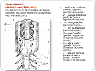 Схема оболонокспинного мозку (вид сзаді).У верхнійчастині рисунка мішоктвердоїмозковоїоболонкирозкритий, павутиннаоболонкавидалена:1 — fissuramediana anterior (переднясерединнащілина);2 — sulcusmedianus posterior (заднясерединнаборозна);3— radix posterior (заднійкорінець);4 — lig. denticulatum (зубчата звязка);5 — arachnoideaspinalis(павутиннаоболонка спинного мозку);6 — dura mater spinalis(тверда оболонка спинного мозку);7— ganglia spinalia (спинномозковівузли),покриті твердою оболонкою.