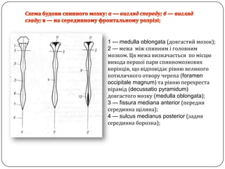 Схема будови спинного мозку: а —виглядспереду; б — виглядсзаду;в — на серединному фронтальному розрізі;1 — medulla oblongata(довгастиймозок);2 —межа  міжспинниміголовниммозком. Ця межа визначається  по місцювиходапершої пари спинномозковихкорінців, щовідповідаєрівню великого потиличногоотвору черепа(foramen occipitale magnum)та рівнюперехрестапірамід(decussatiopyramidum)довгастогомозку(medulla oblongata);3 — fissuramediana anterior (переднясерединнащілина);4 — sulcusmedianus posterior (заднясерединнаборозна);