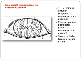 Схема артерій спинного мозку (на поперечному розрізі):1 — а.spinalis anterior (передняспинномозковаартерія);2 —аа.spinalesposteriores (задніспинномозковіартерії) ;3 — rr. spinales (спинномозковігілки);