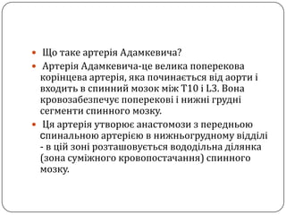 Що таке артерія Адамкевича?АртеріяАдамкевича-це велика поперековакорінцеваартерія, яка починаєтьсявідаортиі входить в спинниймозокміж Т10 і L3. Вона кровозабезпечуєпоперековіінижнігруднісегменти спинного мозку.  Ця артерія утворює анастомози з передньою cпинальною артерією в нижньогрудному відділі - в цій зоні розташовується вододільна ділянка (зона суміжного кровопостачання) спинного мозку.