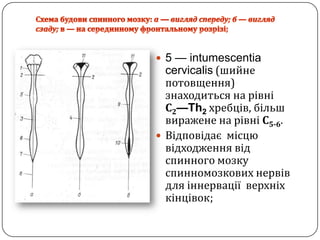 Схема будови спинного мозку: а —виглядспереду; б — виглядсзаду;в — на серединному фронтальному розрізі;5 — intumescentiacervicalis (шийнепотовщення) знаходитьсяна рівніС2—Th2хребців, більшвиражене на рівніС5-6. Відповідаємісцювідходженнявід спинного мозкуспинномозковихнервів для іннерваціїверхніхкінцівок;