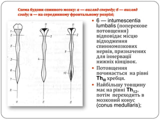 Схема будови спинного мозку: а —виглядспереду; б — виглядсзаду;в — на серединному фронтальному розрізі;6 — intumescentialumbalis (поперековепотовщення) відповідаємісцювідходженняспинномозковихнервів, призначених для іннерваціїнижніхкінцівок.Потовщенняпочинається  на рівніThl0хребця.Найбільшутовщинумаєна рівніTh12,потім  переходить в мозковийконус (conusmedullaris);