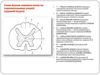 Схема будови спинного мозкуна горизонтальному розрізі(груднийвідділ):1 — fissuramediana anterior (переднясерединнащілина) тягнетьсявздожвсього спинного мозку;2— sulcusmedianus posterior (заднясерединнаборозна) також виражена на протязі всього спинного мозку;3— sulcuslateralis anterior(передня бокова борозна)— місце виходу з спинного мозку передніх корінців(radices anteriores);4 — sulcuslateralis posterior(задня бокова борозна)— місце входження в спинний мозок задніх корінців(radices posteriores);5 — sulcusintermedius posterior(задня проміжна борозна) виражена тільки на рівні  всіх шийних сегментів і верхніх 4-5 грудних сегментів;6 — canaliscentralis(центральний канал);7 —substantia grisea(сера речовиа) знаходиться в глибині мозку навколо центрального каналу(canaliscentralis).На малюнку воно заштриховано;8 — substantia alba(біла речовина) розташовується поверхнево навколо сірої речовини (substantia grisea).