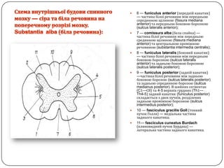 Схема внутрішньоїбудовиспинного мозку— сіра та біларечовина на поперечному розрізімозку. Substantia alba (біларечовина):6 — funiculus anterior(переднійканатик) —частинабілоїречовиниміжпередньою серединною щілиною(fissuramediana anterior)та передньою боковою борозною(sulcuslateralis anterior);7 —comissuraalba(бела спайка) —частинабілоїречовиниміжпередньою срединною щілиною(fissuramediana anterior)та центральною проміжною речовиною (substantiaintermediacentralis);8 — funiculuslateralis(боковийканатик) —частинабілоїречовиниміжпередньою боковою борозною(sulcuslateralis anterior)та задньою боковою борозною(sulcuslateralis posterior);9 — funiculus posterior(заднійканатик) —частинабілоїречовиниміжзадньою боковою борозою(sulcuslateralis posterior)та задньою серединною борозою(sulcusmedianus posterior). В шийнихсегментах (C1—С8) та 4-5верхніхгрудних(Th1—Th4-5) задний канатик (funiculus posterior)складаєтьсяздвохпучків, розділенихзадньоюпроміжноюборозною(sulcusintermedius posterior);10 — fasciculus gracilisGoll(тонкий пучок Голля) — медіальначастиназадньогоканатика;11— fasciculus cuneatusBurdach(клиновиднийпучок Бурдаха) —латеральначастиназадньогоканатика.