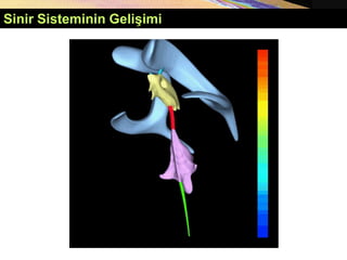 Copyright © 2005 Pearson Education, Inc., publishing as Benjamin Cummings
Sinir Sisteminin Gelişimi
 