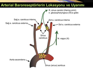 Arterial Baroreseptörlerin Lokasyonu ve Uyarımı
N. vagus (X)
Sağ a. caroticus externa
R. sinus carotici (Hering siniri)
n. glossopharyngeus (IX)’a gider.
Aorta ascendens
Sol a. caroticus externa
Sinus
caroticus
Sağ a. caroticus interna Sol a. caroticus interna
Sinus (arcus) aorticus
 