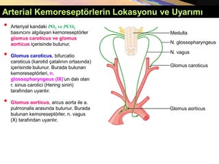 Copyright © 2005 Pearson Education, Inc., publishing as Benjamin Cummings
Glomus aorticus
Medulla
N. vagus
N. glossopharyngeus
• Arteriyal kandaki PO2 ve PCO2
basıncını algılayan kemoreseptörler
glomus caroticus ve glomus
aorticus içerisinde bulunur.
• Glomus caroticus, bifurcatio
caroticus (karotid çatalının ortasında)
içerisinde bulunur. Burada bulunan
kemoreseptörleri, n.
glossopharyngeus (IX)’un dalı olan
r. sinus carotici (Hering siniri)
tarafından uyarılır.
• Glomus aorticus, arcus aorta ile a.
pulmonalis arasında bulunur. Burada
bulunan kemoreseptörler, n. vagus
(X) tarafından uyarılır.
Glomus caroticus
Arterial Kemoreseptörlerin Lokasyonu ve Uyarımı
 