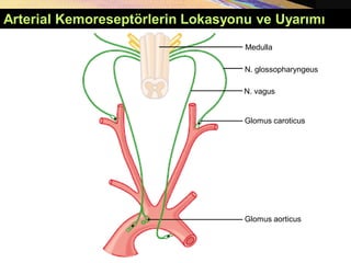 Copyright © 2005 Pearson Education, Inc., publishing as Benjamin Cummings
Arterial Kemoreseptörlerin Lokasyonu ve Uyarımı
Glomus aorticus
Medulla
N. vagus
N. glossopharyngeus
Glomus caroticus
 