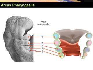 Copyright © 2005 Pearson Education, Inc., publishing as Benjamin Cummings
Arcus Pharyngealis
1
Arcus
pharyngealis
2
3
4
6
 
