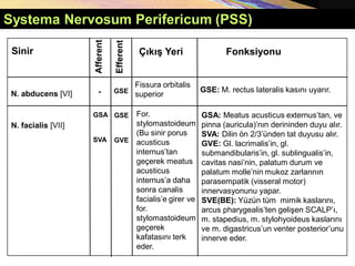 Systema Nervosum Perifericum (PSS)
Afferent
Sinir Fonksiyonu
Çıkış Yeri
-
N. abducens [VI]
Efferent
GSE
GSE
GVE
N. facialis [VII]
For.
stylomastoideum
(Bu sinir porus
acusticus
internus’tan
geçerek meatus
acusticus
internus’a daha
sonra canalis
facialis’e girer ve
for.
stylomastoideum
geçerek
kafatasını terk
eder.
GSA: Meatus acusticus externus’tan, ve
pinna (auricula)’nın derininden duyu alır.
SVA: Dilin ön 2/3’ünden tat duyusu alır.
GVE: Gl. lacrimalis’in, gl.
submandibularis’in, gl. sublingualis’in,
cavitas nasi’nin, palatum durum ve
palatum molle’nin mukoz zarlarının
parasempatik (visseral motor)
innervasyonunu yapar.
SVE(BE): Yüzün tüm mimik kaslarını,
arcus pharygealis’ten gelişen SCALP’ı,
m. stapedius, m. stylohyoideus kaslarını
ve m. digastricus’un venter posterior’unu
innerve eder.
Fissura orbitalis
superior
GSE: M. rectus lateralis kasını uyarır.
GSA
SVA
 