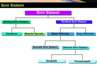 Copyright © 2005 Pearson Education, Inc., publishing as Benjamin Cummings
Sinir Sistemi
Merkezi Sinir Sistemi
Cerebrum Medulla Spinalis
Periferal Sinir Sistemi
Duyu Nöronları
Motor Nöronlar
Somatik Sinir Sistemi Otonom Sinir Sistemi
Sempatik Parasempatik
Sinir Sistemi
 