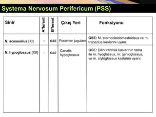 Systema Nervosum Perifericum (PSS)
Afferent
Sinir Fonksiyonu
Çıkış Yeri
-
N. acessorius [XI]
Efferent
GSE Foramen jugulare
GSE: M. sternocleidomastoideus ve m.
trapezius kaslarını uyarır.
N. hypoglossus [XII]
Canalis
hypoglossus
GSE: Dilin intrinsik kaslarının tama
ile m. hyoglossus, m. genioglossus,
ve m. styloglossus kaslarını uyarır.
- GSE
 