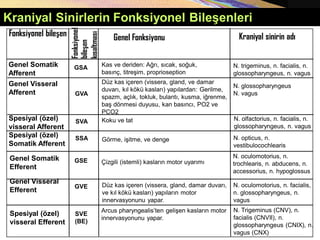 Kraniyal Sinirlerin Fonksiyonel Bileşenleri
Fonksiyonel bileşen
Genel Somatik
Afferent
GSA
GVA
Fonksiyonel
bileşen
kısaltması
Genel Fonksiyonu Kraniyal sinirin adı
SVA
SSA
GSE
GVE
SVE
(BE)
Genel Visseral
Afferent
Spesiyal (özel)
visseral Afferent
Spesiyal (özel)
Somatik Afferent
Genel Somatik
Efferent
Genel Visseral
Efferent
Spesiyal (özel)
visseral Efferent
Kas ve deriden: Ağrı, sıcak, soğuk,
basınç, titreşim, proprioseption
N. trigeminus, n. facialis, n.
glossopharyngeus, n. vagus
Düz kas içeren (vissera, gland, ve damar
duvarı, kıl kökü kasları) yapılardan: Gerilme,
spazm, açlık, tokluk, bulantı, kusma, iğrenme,
baş dönmesi duyusu, kan basıncı, PO2 ve
PCO2
N. glossopharyngeus
N. vagus
Koku ve tat N. olfactorius, n. facialis, n.
glossopharyngeus, n. vagus
Görme, işitme, ve denge N. opticus, n.
vestibulocochlearis
Çizgili (istemli) kasların motor uyarımı
N. oculomotorius, n.
trochlearis, n. abducens, n.
accessorius, n. hypoglossus
Düz kas içeren (vissera, gland, damar duvarı,
ve kıl kökü kasları) yapıların motor
innervasyonunu yapar.
N. oculomotorius, n. facialis,
n. glossopharyngeus, n.
vagus
Arcus pharyngealis’ten gelişen kasların motor
innervasyonunu yapar.
N. Trigeminus (CNV), n.
facialis (CNVII), n.
glossopharyngeus (CNIX), n.
vagus (CNX)
 