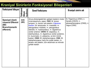 Kraniyal Sinirlerin Fonksiyonel Bileşenleri
Fonksiyonel bileşen
Fonksiyonel
bileşen
kısaltması
Genel Fonksiyonu Kraniyal sinirin adı
SVE
(BE)
Spesiyal (özel)
visseral Efferent
(BE:
Branchiomerik
efferent)
Arcus pharyngealis’ten gelişen kasların motor
innervasyonunu yapar. CNV: M. tensor
tympani, m. tensor veli palatini; Çiğneme
kasları: M. temporalis, m. masseter, m.
pterygoideus medialis, m. pterygoideus
lateralis; m. mylohyoideus, m. digastricus
venter anterior; CNVII: M. stapedius, m.
stylohyoideus, m. digastricus venter posterior,
m. buccinator, m. platysma, ve tüm mimik
kasları; CNIX: M. stylopharyngeus; CNX: M.
stylopharyngeus hariç tün yutak kasları, m.
levator veli palatini, tüm ekstrinsik ve intrinsik
gırtlak kasları
N. Trigeminus (CNV), n.
facialis (CNVII), n.
glossopharyngeus (CNIX), n.
vagus (CNX)
 