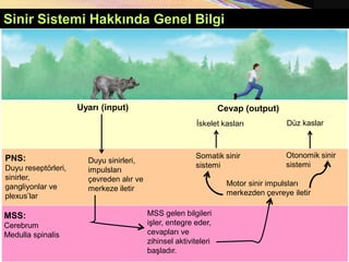 Sinir Sistemi Hakkında Genel Bilgi
Cevap (output)
PNS:
Duyu reseptörleri,
sinirler,
gangliyonlar ve
plexus’lar
Uyarı (input)
Duyu sinirleri,
impulsları
çevreden alır ve
merkeze iletir
MSS gelen bilgileri
işler, entegre eder,
cevapları ve
zihinsel aktiviteleri
başladır.
Motor sinir impulsları
merkezden çevreye iletir
MSS:
Cerebrum
Medulla spinalis
Somatik sinir
sistemi
Otonomik sinir
sistemi
İskelet kasları Düz kaslar
 