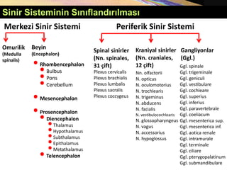 Merkezi Sinir Sistemi Periferik Sinir Sistemi
Beyin
(Encephalon)
Omurilik
(Medulla
spinalis)
Spinal sinirler
(Nn. spinales,
31 çift)
Kraniyal sinirler
(Nn. craniales,
12 çift)
Plexus cervicalis
Plexus brachialis
Plexus lumbalis
Plexus sacralis
Plexus coccygeus
Nn. olfactorii
N. opticus
N. oculomotorius
N. trochlearis
N. trigeminus
N. abducens
N. facialis
N. vestibulocochlearis
N. glossopharyngeus
N. vagus
N. accessorius
N. hypoglossus
•Rhombencephalon
•Bulbus
•Pons
•Cerebellum
•Mesencephalon
•Prosencephalon
•Diencephalon
•Thalamus
•Hypothalamus
•Subthalamus
•Epithalamus
•Metathalamus
•Telencephalon
Gangliyonlar
(Ggl.)
Ggl. spinale
Ggl. trigeminale
Ggl. geniculi
Ggl. vestibulare
Ggl. cochleare
Ggl. superius
Ggl. inferius
Ggl. paravertebrale
Ggl. coeliacum
Ggl. mesenterica sup.
Ggl. mesenterica inf.
Ggl. aotica renale
Ggl. intramurale
Ggl. terminale
Ggl. ciliare
Ggl. pterygopalatinum
Ggl. submandibulare
Sinir Sisteminin Sınıflandırılması
 