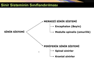 Copyright © 2005 Pearson Education, Inc., publishing as Benjamin Cummings
Sinir Sisteminin Sınıflandırılması
MERKEZİ SİNİR SİSTEMİ
PERİFERİK SİNİR SİSTEMİ
SİNİR SİSTEMİ
Encephalon (Beyin)
Medulla spinalis (omurilik)
Spinal sinirler
Kranial sinirler
 