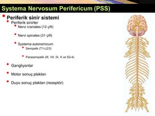 Systema Nervosum Perifericum (PSS)
•Periferik sinir sistemi
• Periferik sinirler
• Nervi craniales (12 çift)
• Nervi spinales (31 çift)
• Systema autonomicum
• Sempatik (T1-L2/3)
• Parasempatik (III, VII, IX, X ve S2-4)
• Gangliyonlar
• Motor sonuç plakları
• Duyu sonuç plakları (reseptör)
 