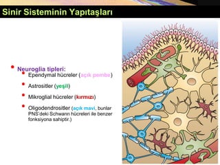 Sinir Sisteminin Yapıtaşları
• Neuroglia tipleri:
• Ependymal hücreler (açık pembe)
• Astrositler (yeşil)
• Mikroglial hücreler (kırmızı)
• Oligodendrositler (açık mavi, bunlar
PNS’deki Schwann hücreleri ile benzer
fonksiyona sahiptir.)
 