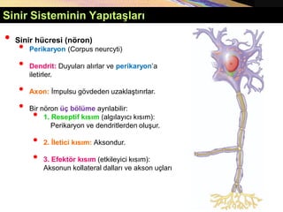 Sinir Sisteminin Yapıtaşları
• Sinir hücresi (nöron)
• Perikaryon (Corpus neurcyti)
• Dendrit: Duyuları alırlar ve perikaryon’a
iletirler.
• Axon: İmpulsu gövdeden uzaklaştırırlar.
• Bir nöron üç bölüme ayrılabilir:
• 1. Reseptif kısım (algılayıcı kısım):
Perikaryon ve dendritlerden oluşur.
• 2. İletici kısım: Aksondur.
• 3. Efektör kısım (etkileyici kısım):
Aksonun kollateral dalları ve akson uçları
 