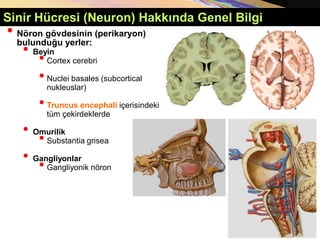 Sinir Hücresi (Neuron) Hakkında Genel Bilgi
• Nöron gövdesinin (perikaryon)
bulunduğu yerler:
• Beyin
•Cortex cerebri
•Nuclei basales (subcortical
nukleuslar)
•Truncus encephali içerisindeki
tüm çekirdeklerde
• Omurilik
•Substantia grisea
• Gangliyonlar
•Gangliyonik nöron
 