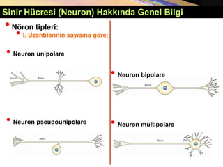 • Neuron unipolare
• Neuron pseudounipolare
• Neuron bipolare
• Neuron multipolare
Sinir Hücresi (Neuron) Hakkında Genel Bilgi
•Nöron tipleri:
• I. Uzantılarının sayısına göre:
 