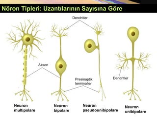 Nöron Tipleri: Uzantılarının Sayısına Göre
Dendritler
Dendritler
Presinaptik
terminaller
Akson
Neuron
multipolare
Neuron
bipolare
Neuron
pseudounibipolare
Neuron
unibipolare
 