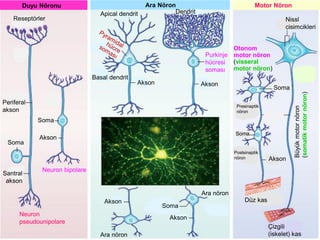 Medulla Spinalis Zarları
Neuron
pseudounipolare
Büyük
motor
nöron
(somatik
motor
nöron)
Ara Nöron Motor Nöron
Duyu Nöronu
Santral
akson
Soma
Çizgili
(iskelet) kas
Presinaptik
nöron
Postsinaptik
nöron Akson
Soma
Nissl
cisimcikleri
Düz kas
Ara nöron
Akson
Basal dendrit
Akson
Ara nöron
Soma
Purkinje
hücresi
soması
Akson
Akson
Apical dendrit Dendrit
Reseptörler
Periferal
akson
Soma
Soma
Akson
Neuron bipolare
Otonom
motor nöron
(visseral
motor nöron)
 