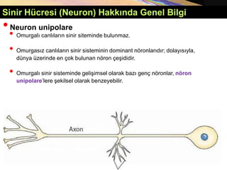 •Neuron unipolare
• Omurgalı canlıların sinir siteminde bulunmaz.
• Omurgasız canlıların sinir sisteminin dominant nöronlarıdır; dolayısıyla,
dünya üzerinde en çok bulunan nöron çeşididir.
• Omurgalı sinir sisteminde gelişimsel olarak bazı genç nöronlar, nöron
unipolare’lere şekilsel olarak benzeyebilir.
Sinir Hücresi (Neuron) Hakkında Genel Bilgi
 