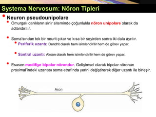 Systema Nervosum: Nöron Tipleri
•Neuron pseudounipolare
• Omurgalı canlıların sinir siteminde çoğunlukla nöron unipolare olarak da
adlandırılır.
• Soma’sından tek bir neurit çıkar ve kısa bir seyirden sonra iki dala ayrılır.
•Periferik uzantı: Dendrit olarak hem isimlendirilir hem de görev yapar.
•Santral uzantı: Akson olarak hem isimlendirilir hem de görev yapar.
• Esasen modifiye bipolar nörondur. Gelişimsel olarak bipolar nöronun
proximal’indeki uzantısı soma etrafında yerini değiştirerek diğer uzantı ile birleşir.
 