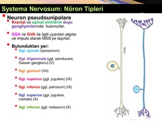 Systema Nervosum: Nöron Tipleri
•Neuron pseudounipolare
• Kranial ve spinal sinirlerin duyu
gangliyonlarında bulunurlar.
• GSA ve GVA ile ilgili uyarıları algılar
ve impuls olarak MSS’ye taşırlar.
• Bulundukları yer:
• Ggl. spinale (sensorium)
• Ggl. trigeminale (ggl. semilunare,
Gasser ganglionu) (V)
• Ggl. geniculi (VII)
• Ggl. superius (ggl. jugulare) (IX)
• Ggl. inferius (ggl. petrosum) (IX)
• Ggl. superius (ggl. jugulare,
rostrale) (X)
• Ggl. inferius (ggl. nodosum) (X)
 