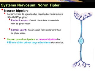 Systema Nervosum: Nöron Tipleri
•Neuron bipolare
• Soma’nın her iki uçundan bir neurit çıkar, birisi prifere
diğeri MSS’ye gider.
•Periferik uzantı: Dendrit olarak hem isimlendirilir
hem de görev yapar.
•Santral uzantı: Akson olarak hem isimlendirilir hem
de görev yapar.
• Neuron pseudounipolare ve neuron bipolare’ler
PSS’nin bütün primer duyu nöronlarını oluştururlar.
 