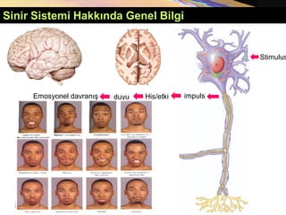 Sinir Sistemi Hakkında Genel Bilgi
Stimulus
impuls
His/etki
duyu
Emosyonel davranış
 