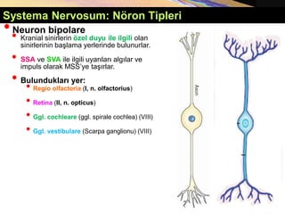 Systema Nervosum: Nöron Tipleri
•Neuron bipolare
• Kranial sinirlerin özel duyu ile ilgili olan
sinirlerinin başlama yerlerinde bulunurlar.
• SSA ve SVA ile ilgili uyarıları algılar ve
impuls olarak MSS’ye taşırlar.
• Bulundukları yer:
• Regio olfactoria (I, n. olfactorius)
• Retina (II, n. opticus)
• Ggl. cochleare (ggl. spirale cochlea) (VIII)
• Ggl. vestibulare (Scarpa ganglionu) (VIII)
 