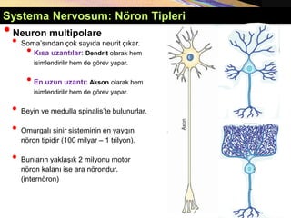 Systema Nervosum: Nöron Tipleri
•Neuron multipolare
• Soma’sından çok sayıda neurit çıkar.
•Kısa uzantılar: Dendrit olarak hem
isimlendirilir hem de görev yapar.
•En uzun uzantı: Akson olarak hem
isimlendirilir hem de görev yapar.
• Beyin ve medulla spinalis’te bulunurlar.
• Omurgalı sinir sisteminin en yaygın
nöron tipidir (100 milyar – 1 trilyon).
• Bunların yaklaşık 2 milyonu motor
nöron kalanı ise ara nörondur.
(internöron)
 