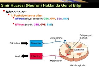 Sinir Hücresi (Neuron) Hakkında Genel Bilgi
•Nöron tipleri:
• II. Fonksiyonlarına göre:
•Afferent (duyu, sensorik: GSA, GVA, SSA, SVA)
•Efferent (motor: GSE, GVE, SVE)
Entegrasyon
merkezi
Ara nöron
Medulla spinalis
Duyu nöronu
Motor nöron
Yanıt
 