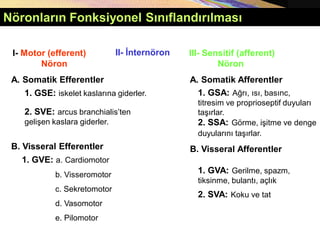Copyright © 2005 Pearson Education, Inc., publishing as Benjamin Cummings
Nöronların Fonksiyonel Sınıflandırılması
I- Motor (efferent)
Nöron
III- Sensitif (afferent)
Nöron
A. Somatik Efferentler
B. Visseral Efferentler
1. GSE: iskelet kaslarına giderler.
2. SVE: arcus branchialis’ten
gelişen kaslara giderler.
1. GVE: a. Cardiomotor
b. Visseromotor
c. Sekretomotor
d. Vasomotor
e. Pilomotor
A. Somatik Afferentler
B. Visseral Afferentler
1. GSA: Ağrı, ısı, basınc,
titresim ve proprioseptif duyuları
taşırlar.
2. SSA: Görme, işitme ve denge
duyularını taşırlar.
1. GVA: Gerilme, spazm,
tiksinme, bulantı, açlık
2. SVA: Koku ve tat
II- İnternöron
 