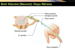 Sinir Hücresi (Neuron): Duyu Nöronu
Duyu nöronu
Duyu reseptörü
Radix posterior
N. spinalis
Medulla spinalis
Ganglion spinale
 