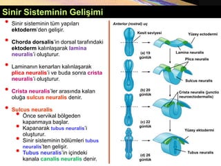 Sinir Sisteminin Gelişimi
Yüzey ectodermi
(a) 19
günlük
(b) 20
günlük
(c) 22
günlük
(d) 26
günlük
Plica neuralis
Crista neuralis (junctio
neuroectodermalis)
Yüzey ektodermi
Sulcus neuralis
Tubus neuralis
Anterior (rostral) uç
Kesit seviyesi
Lamina neuralis
• Sinir sisteminin tüm yapıları
ektoderm’den gelişir.
• Chorda dorsalis’in dorsal tarafındaki
ektoderm kalınlaşarak lamina
neuralis’i oluşturur.
• Laminanın kenarları kalınlaşarak
plica neuralis’i ve buda sonra crista
neuralis’i oluşturur.
• Crista neuralis’ler arasında kalan
oluğa sulcus neuralis denir.
• Sulcus neuralis
• Önce servikal bölgeden
kapanmaya başlar.
• Kapanarak tubus neuralis’i
oluşturur.
• Sinir sisteminin bölümleri tubus
neuralis’ten gelişir.
• Tubus neuralis’in içindeki
kanala canalis neuralis denir.
 