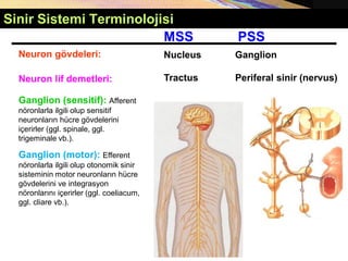 Sinir Sistemi Terminolojisi
Neuron lif demetleri:
Neuron gövdeleri:
MSS PSS
Ganglion
Nucleus
Tractus Periferal sinir (nervus)
Ganglion (sensitif): Afferent
nöronlarla ilgili olup sensitif
neuronların hücre gövdelerini
içerirler (ggl. spinale, ggl.
trigeminale vb.).
Ganglion (motor): Efferent
nöronlarla ilgili olup otonomik sinir
sisteminin motor neuronların hücre
gövdelerini ve integrasyon
nöronlarını içerirler (ggl. coeliacum,
ggl. cliare vb.).
 