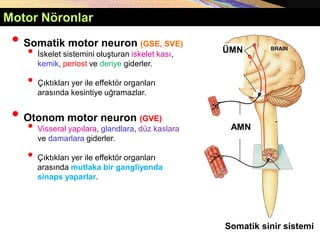 Copyright © 2005 Pearson Education, Inc., publishing as Benjamin Cummings
Motor Nöronlar
• Somatik motor neuron (GSE, SVE)
• İskelet sistemini oluşturan iskelet kası,
kemik, periost ve deriye giderler.
• Çıktıkları yer ile effektör organları
arasında kesintiye uğramazlar.
• Otonom motor neuron (GVE)
• Visseral yapılara, glandlara, düz kaslara
ve damarlara giderler.
• Çıktıkları yer ile effektör organları
arasında mutlaka bir gangliyonda
sinaps yaparlar.
ÜMN
AMN
Somatik sinir sistemi
 