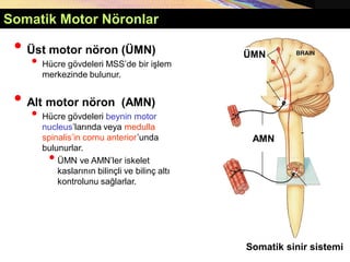 Copyright © 2005 Pearson Education, Inc., publishing as Benjamin Cummings
Somatik Motor Nöronlar
• Üst motor nöron (ÜMN)
• Hücre gövdeleri MSS’de bir işlem
merkezinde bulunur.
• Alt motor nöron (AMN)
• Hücre gövdeleri beynin motor
nucleus’larında veya medulla
spinalis’in cornu anterior’unda
bulunurlar.
• ÜMN ve AMN’ler iskelet
kaslarının bilinçli ve bilinç altı
kontrolunu sağlarlar.
ÜMN
AMN
Somatik sinir sistemi
 