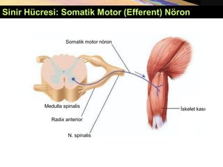 Sinir Hücresi: Somatik Motor (Efferent) Nöron
Somatik motor nöron
İskelet kası
Radix anterior
N. spinalis
Medulla spinalis
 