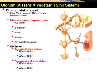 Copyright © 2005 Pearson Education, Inc., publishing as Benjamin Cummings
Otonom (Visseral = Vegetatif ) Sinir Sistemi
• Otonom sinir sistemi:
• Hem MSS hem de PSS’de ye alan
bölümleri vardır.
• İstem dışı çalışan organları uyarır.
• Düz kaslar
• İç organlar
• Bezler
• Damarlar
• Mm. arrectores pylorum
• Bölümleri
• Sempatetik sinir sistemi
•Efferent lifler
•Afferent lifler
• Parasempatetik sinir sistemi
•Efferent lifler
•Afferent lifler
 