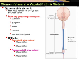Copyright © 2005 Pearson Education, Inc., publishing as Benjamin Cummings
Otonom (Visseral = Vegetatif ) Sinir Sistemi
• Otonom sinir sistemi:
• Hem MSS hem de PSS’de ye alan
bölümleri vardır.
• İstem dışı çalışan organları uyarır.
• Düz kaslar
• İç organlar
• Bezler
• Damarlar
• Mm. arrectores pylorum
• Bölümleri
• Sempatetik sinir sistemi
•Efferent lifler
•Afferent lifler
• Parasempatetik sinir sistemi
•Efferent lifler
•Afferent lifler
 