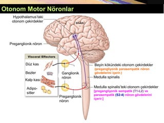 Otonom Motor Nöronlar
Beyin kökündeki otonom çekirdekler
(pregangliyonik parasempatik nöron
gövdelerini içerir.)
Medulla spinalis
Medulla spinalis’teki otonom çekirdekler
[pregangliyonik sempatik (T1-L2) ve
parasempatik (S2-4) nöron gövdelerini
içerir.]
Bezler
Düz kas
Kalp kası
Adipo-
sitler
Hypothalamus’taki
otonom çekirdekler
Preganglionik nöron
Ganglionik
nöron
Preganglionik
nöron
 