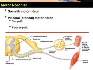 Copyright © 2005 Pearson Education, Inc., publishing as Benjamin Cummings
Motor Nöronlar
• Somatik motor nöron
• Visceral (otonom) motor nöron
• Sempatik
• Parasempatik
 