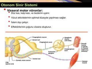 Copyright © 2005 Pearson Education, Inc., publishing as Benjamin Cummings
• Visseral motor nöronlar:
• Düz kas, kalp kası, ve bezlerini uyarır.
• Vücut aktivitelerinin optimal düzeyde yapılması sağlar.
• İstem dışı çalışır.
• Effektörlerinin çoğunu vissera oluşturur.
Otonom Sinir Sistemi
 