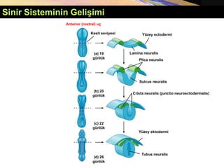 Copyright © 2005 Pearson Education, Inc., publishing as Benjamin Cummings
Sinir Sisteminin Gelişimi
Yüzey ectodermi
(a) 19
günlük
(b) 20
günlük
(c) 22
günlük
(d) 26
günlük
Plica neuralis
Crista neuralis (junctio neuroectodermalis)
Yüzey ektodermi
Sulcus neuralis
Tubus neuralis
Anterior (rostral) uç
Kesit seviyesi
Lamina neuralis
 
